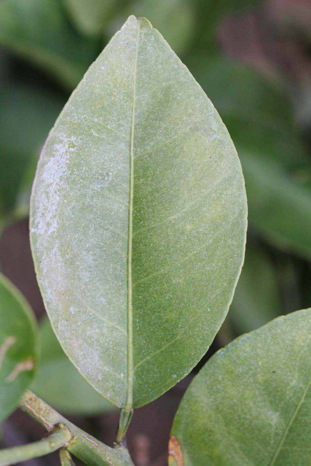            Unifoliolate leaf of  Citrus keraji            (Keraji, Riverside,   CA)   